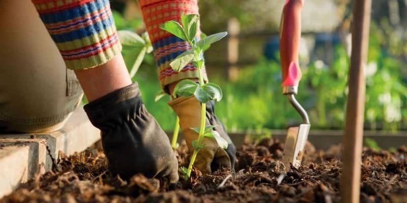 Projet potager pour les Mairies